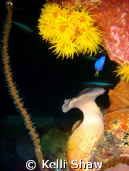 "Dr. Seuss' Underwater World" by Kelli Shaw 